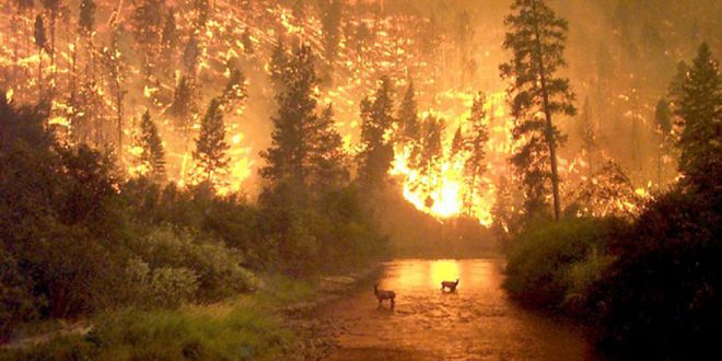 Yalanlardan birincisi, eski dönem kıyamet eyyamcılığının modern versiyonunu teşkil eder. İklim değişecek, yeryüzünde hayat bitecek diye bas bas bağıran ve kendilerine çevreciyiz biz tanımını yakıştıran yalancılar, bunların programlarını –banka reklamlarının şakır şakır döktürdüğü programları- adım adım inceleyip yaşamlarını mercek altına alsanız karbon ayak izleri boylarını kat kat aşarken çevreyi ve dünyayı kurtaracağım yalanını haykırırlar.