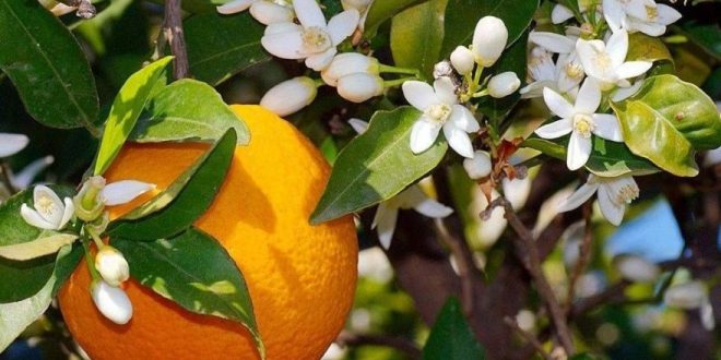 Festivalin olduğu sokaklarda kokulu mumların, Adana’ nın yöresel lezzetlerinin, resim çekilmek için oluşturulmuş panoların ve buna benzer şeylerin olduğu bir sürü stand kurmuşlar ve hepside dolu çünkü insanlar çok ilgili ve güler yüzlü.