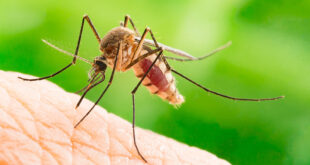 Sivrisinekler daha çok koyu renkleri sever. Onlar koyu renkleri kendi özel alanları gibi görürler ve bu nedenle koyu renkli elbiseler giyen kişilere daha çok bulaşırlar.