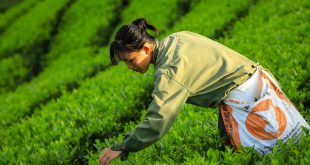 İnsan olmak, biyolojik bir sürecin ürünü olduğu kadar, zihinsel ve kültürel bir yolculuktur. İki ayağı üzerinde doğrulan bir türden, evreni anlamaya çalışan bir varlığa dönüşmek — evrimsel tarihin en şaşırtıcı dönüşümüdür. “İnsan nasıl insan oldu?” sorusunun cevabı, tek bir anın değil; milyonlarca yıl süren bir arayışın öyküsüdür. Ve bu öykü hâlâ bitmemiştir — çünkü insan, kendini anlamaya devam ettikçe evrim de sürmektedir.