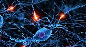 Biyoloji, sadece canlıları inceleyen bir bilim değil; yaşamın anlamını arayan bir bilgi alanıdır. Bir hücrenin içinde dönen mikroskobik süreçlerden, orman ekosistemlerinin dengesine kadar her şey biyolojinin konusudur.