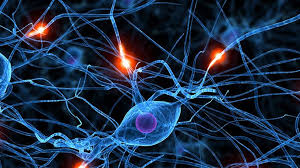 Biyoloji, sadece canlıları inceleyen bir bilim değil; yaşamın anlamını arayan bir bilgi alanıdır. Bir hücrenin içinde dönen mikroskobik süreçlerden, orman ekosistemlerinin dengesine kadar her şey biyolojinin konusudur.