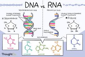 Genetik bilginin aktarımından protein sentezine, hücresel düzenlemeden tıbbi uygulamalara kadar çok geniş bir işlev yelpazesi sunar. Yapısal esnekliği ve kimyasal çeşitliliği sayesinde RNA, hem canlı organizmaların temel işleyişinde hem de bilimsel ve teknolojik gelişmelerde merkezi bir rol oynamaya devam etmektedir.