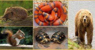 Sıcakkanlı canlılar, metabolik enerjileriyle kendi iç sıcaklıklarını düzenleyebilen ve bu sayede geniş yaşam alanlarına uyum sağlayabilen organizmalardır. Yüksek enerji gereksinimleri onları sürekli hareket hâlinde tutsa da, bu özellik onlara büyük bir çevresel esneklik kazandırır. Sonuç olarak, sıcakkanlılık yalnızca bir biyolojik özellik değil, canlılığın çevreye uyum sağlama gücünün en gelişmiş örneklerinden biridir.