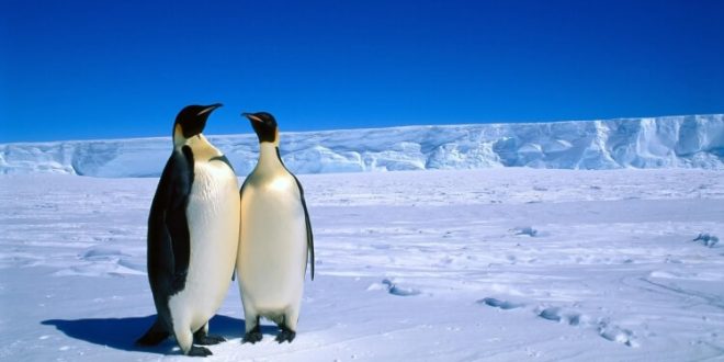 Güney Kutbu, insan yaşamının sınırlarını zorlayan koşullara sahip olsa da, Dünya’nın geleceği için en önemli bilgi kaynaklarından biridir. Bilimsel araştırmaların merkezinde yer alan bu bölge: