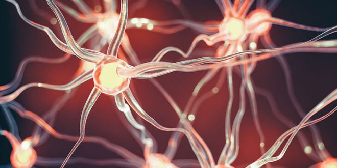 Metabolizmadan büyümeye, stres yanıtından duygudurum kontrolüne kadar çok geniş bir etki alanına sahiptirler. Bu nedenle hormonların işleyişinin anlaşılması, insan sağlığının korunması ve hastalıkların tedavisi açısından büyük önem taşır.