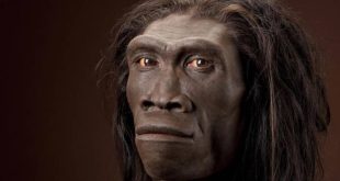 Homo habilis, insan evrimi tarihinin en önemli türlerinden biridir. Daha büyük beyin hacmi, sistematik taş alet yapımı ve gelişmeye başlayan sosyal davranışları, bu türü insanlığın evrimsel yolculuğunda kritik bir basamağa yerleştirir. Homo habilis sayesinde, insanın “düşünen ve üreten” bir canlıya dönüşme sürecinin erken aşamaları hakkında değerli bilgiler edinilmektedir.