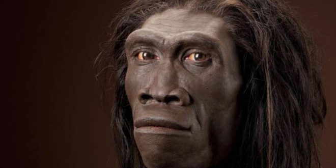 Homo habilis, insan evrimi tarihinin en önemli türlerinden biridir. Daha büyük beyin hacmi, sistematik taş alet yapımı ve gelişmeye başlayan sosyal davranışları, bu türü insanlığın evrimsel yolculuğunda kritik bir basamağa yerleştirir. Homo habilis sayesinde, insanın “düşünen ve üreten” bir canlıya dönüşme sürecinin erken aşamaları hakkında değerli bilgiler edinilmektedir.