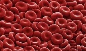 Alyuvarlar, insan yaşamının devamı için en temel hücrelerden biridir. Oksijen ve karbondioksit taşımadaki rolleri, kanın pH dengesini korumaları, sağlıklı dolaşım sisteminin ve metabolizmanın temel bileşeni olmalarını sağlar. Alyuvar üretimindeki bozukluklar ise ciddi hastalıklara yol açabilir.