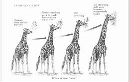 Doğal seçilim yalnızca türlerin nasıl değiştiğini anlamamıza yardımcı olmakla kalmaz, aynı zamanda biyolojik çeşitliliği ve yaşamın karmaşıklığını anlamamıza da katkı sağlar. Evrimsel süreçlerin temel işleyişi hakkında daha derinlemesine bir anlayış geliştirmek, biyolojik bilimlerdeki pek çok soruyu yanıtlamamıza olanak tanır.