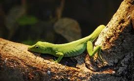 Enerji kullanımındaki verimlilikleri, doğadaki çeşitlilik ve denge açısından büyük önem taşır. Ancak iklim değişikliği gibi çevresel tehditler, bu canlıların yaşamını doğrudan etkiler; çünkü onların vücut ısısı çevresel sıcaklığa bağımlıdır. Sonuç olarak, soğukkanlı canlılar doğanın hassas dengesinin bir parçası olup, yaşamın sürdürülebilirliği açısından vazgeçilmez bir role sahiptir.