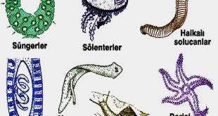 Omurgasız canlılar, omurgaya sahip olmasalar da doğa için son derece önemlidir. Çeşitlilikleri ve uyum yetenekleri sayesinde ekosistemlerin sürdürülebilirliğini sağlarlar. Omurgasızları tanımak, doğayı ve canlılar arasındaki dengeyi daha iyi anlamamıza yardımcı olur.