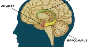 Sürüngen beyin, insan beyninin en eski ve en temel bölümlerine verilen metaforik bir isimdir. Nefes almak, kalp atışı, savaş-kaç tepkisi, refleksler ve içgüdüsel davranışlar gibi hayatı sürdürmek için gereken temel işlevleri kontrol eder.