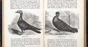 Türlerin kökeni ve evrim, canlılığın çeşitliliğini ve doğadaki dengeyi anlamamızı sağlar. Evrim, canlıların bilinçli bir amaçla değil, doğal süreçler sonucunda değiştiğini açıklar. Bu bilgilerin anlaşılması, hem doğayı hem de insanın doğadaki yerini doğru değerlendirmek açısından büyük önem taşır.