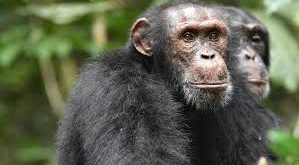 Türün savaşı, doğanın kaçınılmaz bir gerçeğidir. Bu savaş, canlıların yok olmasını değil, gelişmesini ve uyum sağlamasını amaçlayan doğal bir süreçtir. Doğayı anlamak ve korumak, bu sürecin sağlıklı bir şekilde devam etmesi için büyük önem taşır.