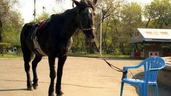 Öğrenilmiş çaresizlik, bireyin yaşadığı deneyimler sonucunda geliştirdiği bir düşünce ve davranış biçimidir. Ancak bu durum kalıcı değildir. Doğru destek, farkındalık ve olumlu deneyimlerle birey yeniden çaba göstermeye ve kontrol duygusunu kazanmaya başlayabilir. Bu yönüyle öğrenilmiş çaresizlik, hem bireysel gelişim hem de eğitim ve psikoloji alanları için önemli bir kavramdır.