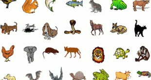 Omurgalı canlılar, sahip oldukları gelişmiş yapılar sayesinde doğada geniş bir yayılış göstermiştir. Balıklardan memelilere kadar uzanan bu çeşitlilik, canlılar dünyasının ne kadar zengin olduğunu gösterir. Omurgalıları tanımak, doğayı ve yaşamı daha iyi anlamamıza yardımcı olur.