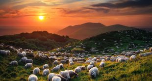 Özetle, “Sürüden ayrılanı kurt kapar” atasözü, hem doğadaki hayatta kalma stratejilerini hem de insan toplumundaki dayanışma ve topluluk bilincini anlatır. Birey, topluluk içinde güven bulurken; aynı zamanda cesaret ve doğru kararlarla bağımsızlığını da koruyabilmelidir. Bu atasözü, güven, sorumluluk, risk ve bağımsızlık kavramlarını bir arada düşünmemizi sağlayan evrensel bir öğüttür.