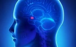 Amigdala, beynin temporal lobunda yer alan badem şeklinde bir sinir hücreleri grubudur. Her iki beyin yarım küresinde de bulunan bu yapı, limbik sistemin temel bileşenlerinden biridir. Limbik sistem, duyguların işlenmesi, motivasyon ve hafıza gibi işlevlerden sorumludur.