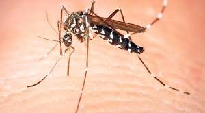 Sivrisinekler, Diptera (çift kanatlılar) takımına ait olup Culicidae familyasında sınıflandırılır. Dünya üzerinde 3.500’den fazla sivrisinek türü bulunmaktadır ve bu türler farklı iklimlerde yaşayabilme yeteneğine sahiptir.