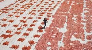 Film, 2024 Venedik Uluslararası Film Festivali Orizzonti bölümünde dünya prömiyerini yaparak uluslararası sinema çevrelerinin dikkatini çekti ve Orizzonti Jüri Özel Ödülü’nü kazandı. Ardından 31. Adana Altın Koza Film Festivali’nde “En İyi Film” ödülüne layık görüldü. Bu başarılar, filmin yalnızca yerel bir hikâye anlatmadığını; evrensel bir emek, öfke ve adalet arayışı temasına sahip olduğunu gösteriyor.