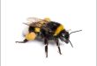 Transformers filmleri denildiğinde akla genellikle dev robotlar, büyük savaşlar, yüksek tempolu kovalamacalar ve şehirleri savaş alanına çeviren görsel efektler gelir. 2018 yapımı Bumblebee ise aynı evrenin içerisinde yer almasına rağmen bu alışılmış formülü önemli ölçüde değiştirir. Film, robotlar arasındaki savaşı tamamen geri plana itmese de anlatının merkezine bir insan ile bir robot arasındaki dostluğu yerleştirir.