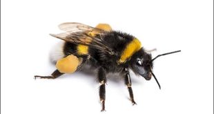 Transformers filmleri denildiğinde akla genellikle dev robotlar, büyük savaşlar, yüksek tempolu kovalamacalar ve şehirleri savaş alanına çeviren görsel efektler gelir. 2018 yapımı Bumblebee ise aynı evrenin içerisinde yer almasına rağmen bu alışılmış formülü önemli ölçüde değiştirir. Film, robotlar arasındaki savaşı tamamen geri plana itmese de anlatının merkezine bir insan ile bir robot arasındaki dostluğu yerleştirir.